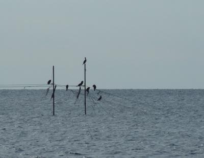 Прикрепленное изображение: DSCF6164.jpg